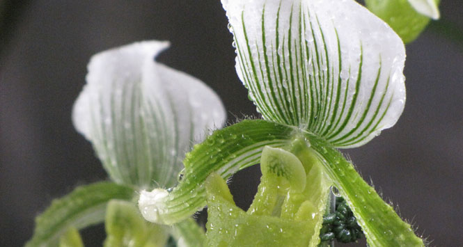 PNN Las Orquídeas