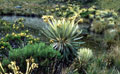 PNN Sumapaz