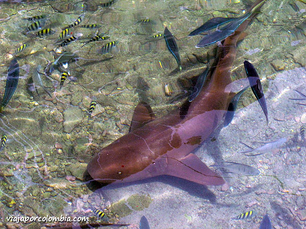 Acuario Rodadero