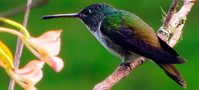 Viendo aves en el Chocó Viendo aves en el Chocó