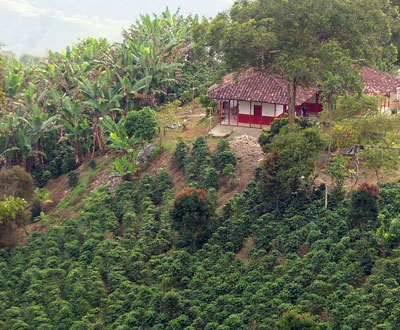 Paisaje Cafetero nominado a octava maravilla del mundo por Virtual Tourist