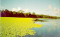 Lago Tarapoto