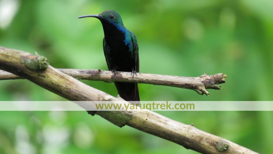 Yaruqtrek Nature Tourism