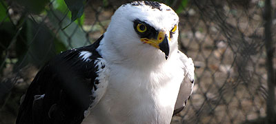 Colombia, paraiso de aves Colombia, paraiso de aves