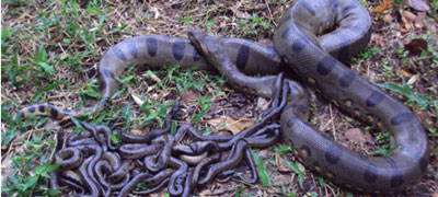 Piscilago lucha por la conservación de la fauna Piscilago lucha por la conservación de la fauna
