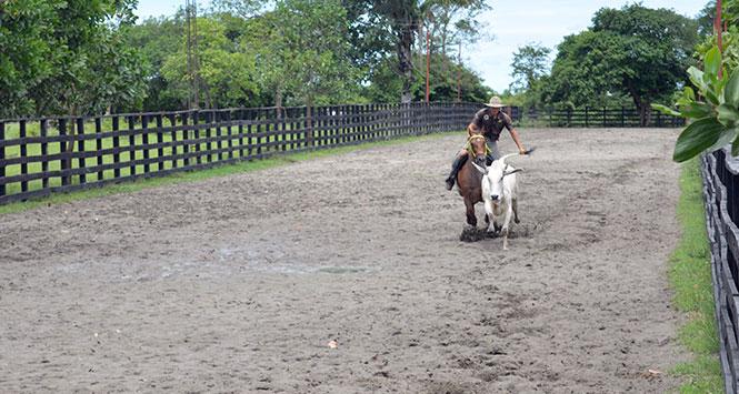 Arauca