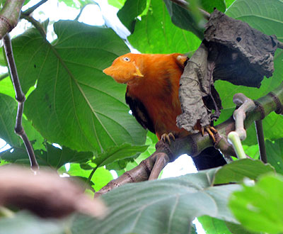 Avistamiento de aves coge vuelo en Colombia