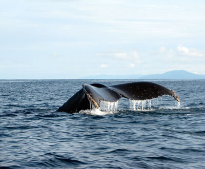 Las ballenas jorobadas ya están llegando al pacífico colombiano Las ballenas jorobadas ya están llegando al pacífico colombiano
