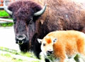 Una bisonte se roba el show en el Zoológico Santa Fe Una bisonte se roba el show en el Zoológico Santa Fe