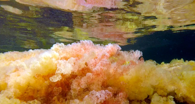 Caño Cristales estaría cerrado hasta nuevo aviso: Cormacarena Caño Cristales estaría cerrado hasta nuevo aviso: Cormacarena