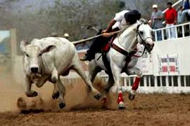 El rodeo se tomará a Arauca El rodeo se tomará a Arauca