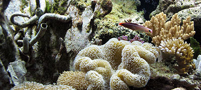 Corales del Rosario, el parque más visitado