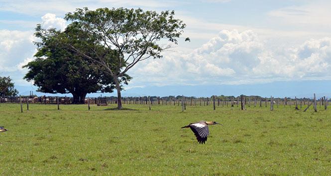 Cravo Norte