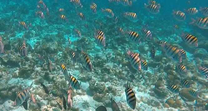 El Acuario