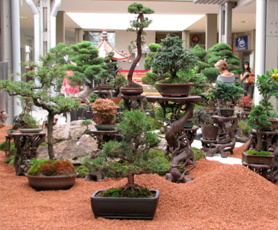 Exposición de Bonsáis en el Marco de la Feria de las Flores Exposición de Bonsáis en el Marco de la Feria de las Flores