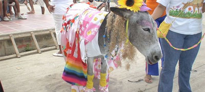 Festival del Burro en San Antero Festival del Burro en San Antero