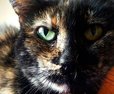 LAN acepta transportar a Nutella como mascota de soporte emocional LAN acepta transportar a Nutella como mascota de soporte emocional