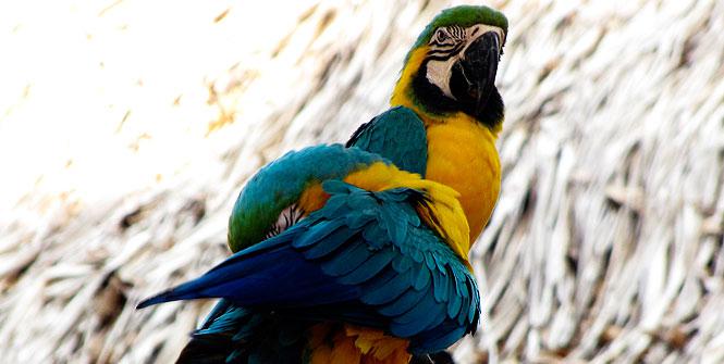 En Cartagena ya se puede visitar el aviario más grande de América En Cartagena ya se puede visitar el aviario más grande de América