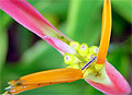 Parque Nacional de Las Heliconias, una realidad Parque Nacional de Las Heliconias, una realidad