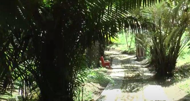 Jardín Botánico Juan María Céspedes