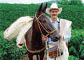 Un campesino antioqueño es el nuevo Juan Valdez Un campesino antioqueño es el nuevo Juan Valdez