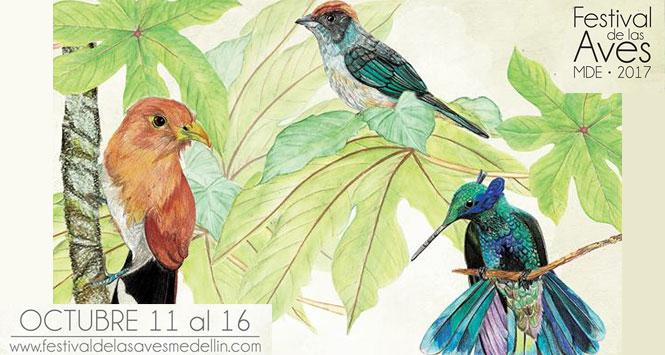 Festival de las Aves Medellín 2017 Festival de las Aves Medellín 2017