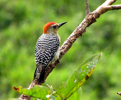 Cali, sede la primera Feria Internacional de Aves en Colombia Cali, sede la primera Feria Internacional de Aves en Colombia