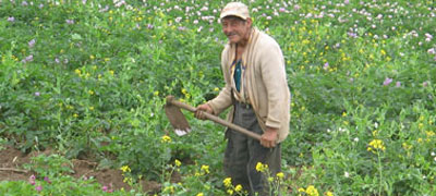 Crearían Centro Nacional de la Papa en Boyacá Crearían Centro Nacional de la Papa en Boyacá