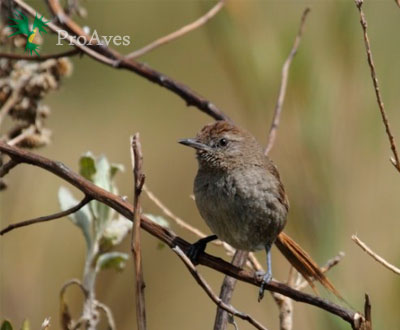 Crean Reserva Natural de las Aves Chamicero en la Serranía del Perijá Crean Reserva Natural de las Aves Chamicero en la Serranía del Perijá