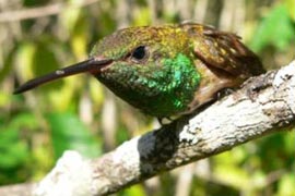 Hallán dos aves que se creían extintas Hallán dos aves que se creían extintas