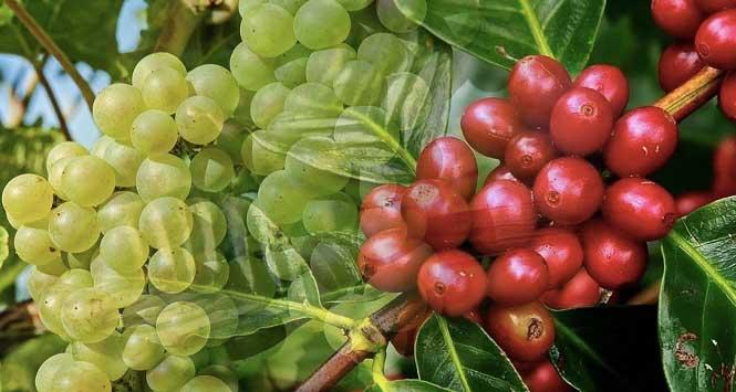 Quindío y Valle trabajan en la ruta del Café y el Vino Quindío y Valle trabajan en la ruta del Café y el Vino