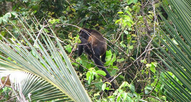 Santuario Fauna y Flora Otún Quimbaya