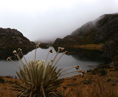 Páramo de Santurbán declarado parque natural Páramo de Santurbán declarado parque natural