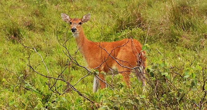 Casanare, sabanas plenas de biodiversidad Casanare, sabanas plenas de biodiversidad