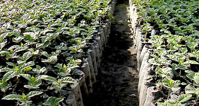 Vivero Departamental