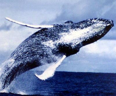 Las ballenas en la ruta de los barcos Las ballenas en la ruta de los barcos