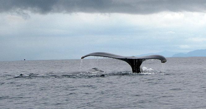 Volvieron las ballenas y volvimos a Bahía Solano Volvieron las ballenas y volvimos a Bahía Solano