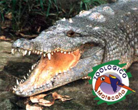 Cocodrilo del zoológico Matecaña murió por imprudencia de los turistas Cocodrilo del zoológico Matecaña murió por imprudencia de los turistas