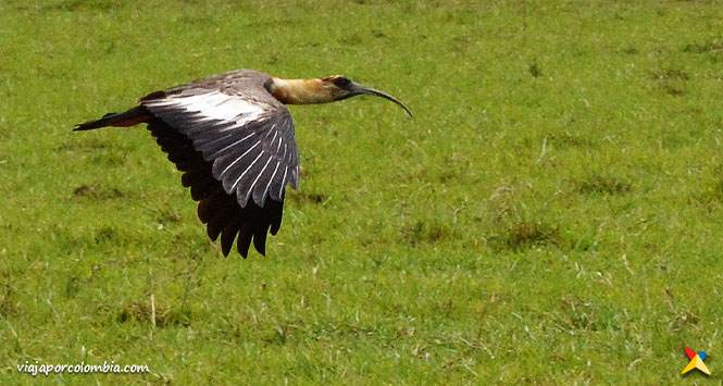 Avistamiento de Aves en Colombia