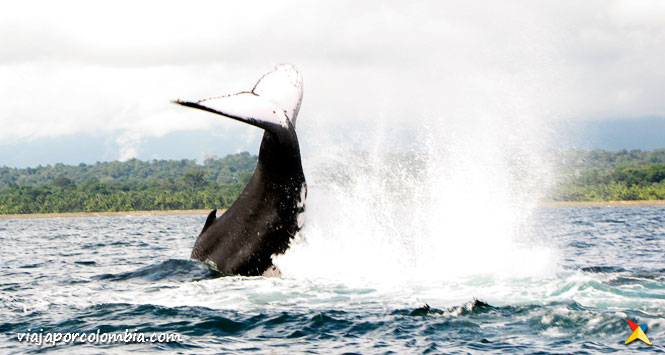 Avistamiento de Ballenas en Colombia