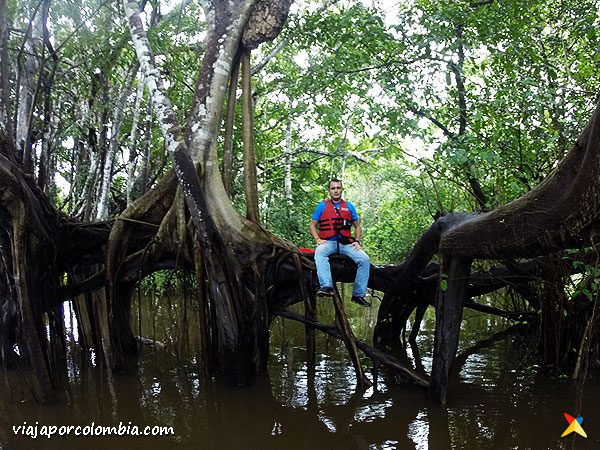 Manglares Amazonas