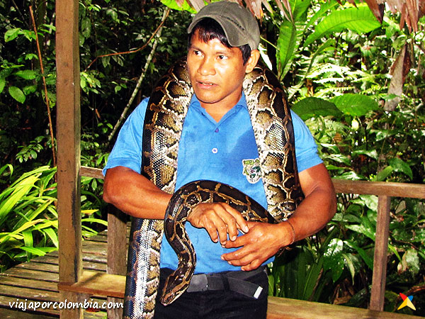Serpiente Piton Amazonas