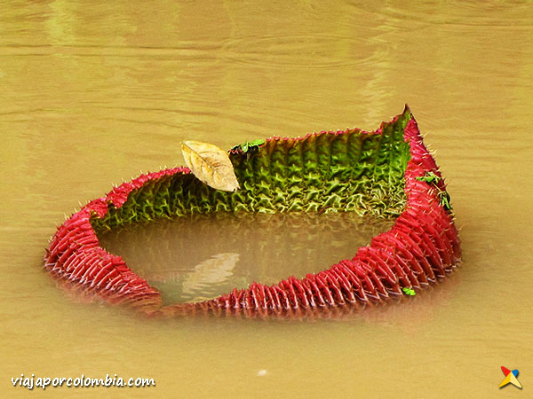 Victoria Regia Amazonas