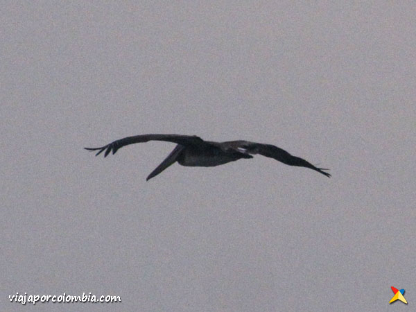 Pelicanos de Necocli