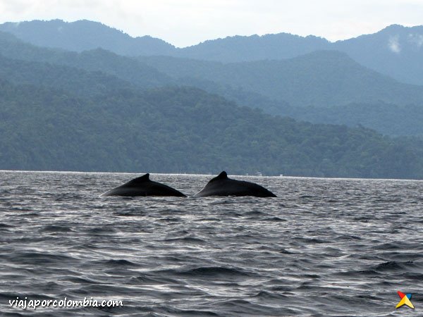 Ballenas Yubartas