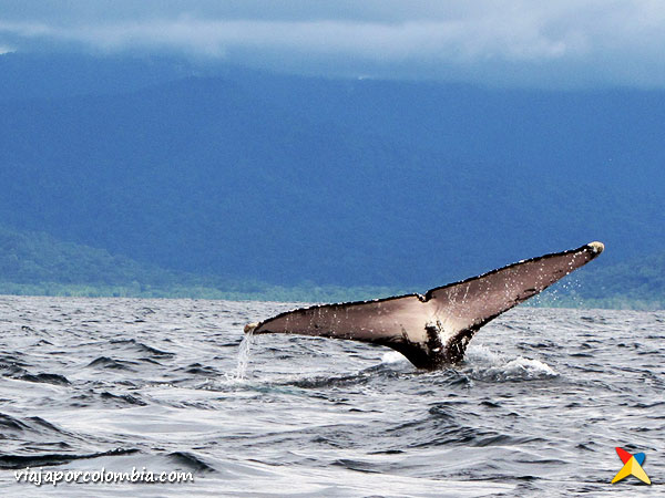 Avistamiento Ballenas Yubartas Bahia Solano