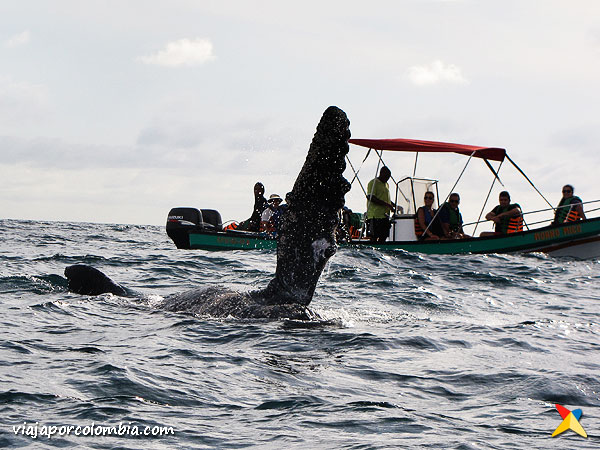 Avistamiento Ballenas Jorobadas Bahia Solano