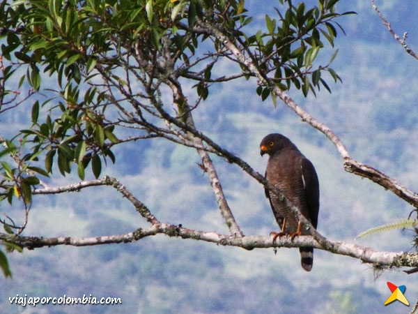 Aves Guadalupe Santander