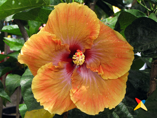 Fotos de Quindío | Fotos e Imágenes de Colombia