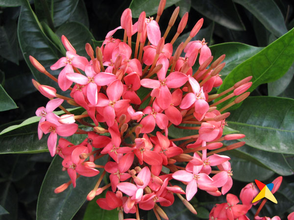 Fotos de Quindío | Fotos e Imágenes de Colombia